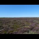 Ausgedehnte Heideflächen an der Nordspritze von Dänemark zwischen Skagen und Grenen